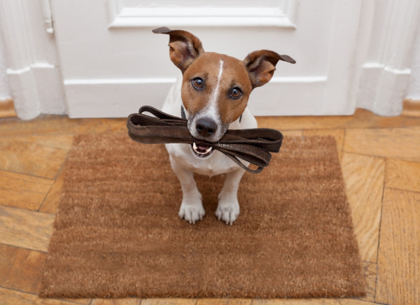 Dog waits patiently with leash for a walk