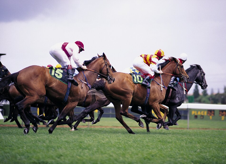 Horse races canva 950x690