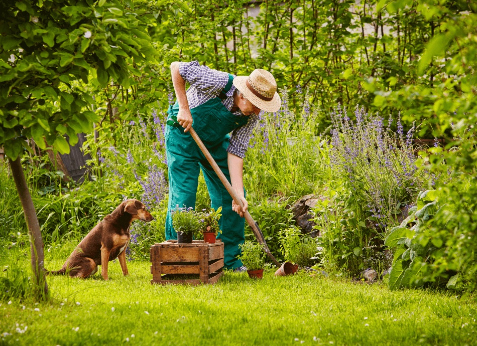 Man gardening with dog canva 950x690