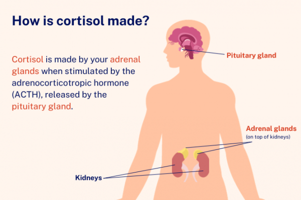 Infographic showing how cortisol is made by your adrenal glands