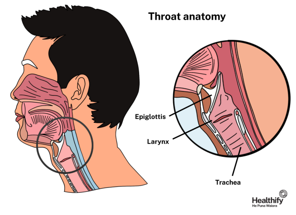 Anatomy of throat showing location of larynx and trachea