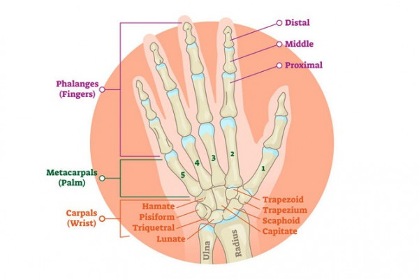 Hand bones anatomy infographic