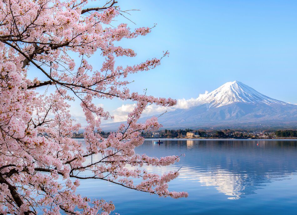 Cherry blossom and Mount Fuji