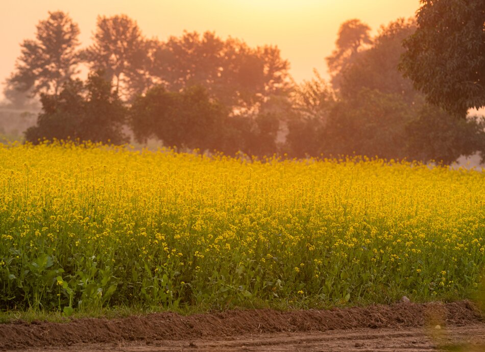 Mustard fields Punjab Pakistan