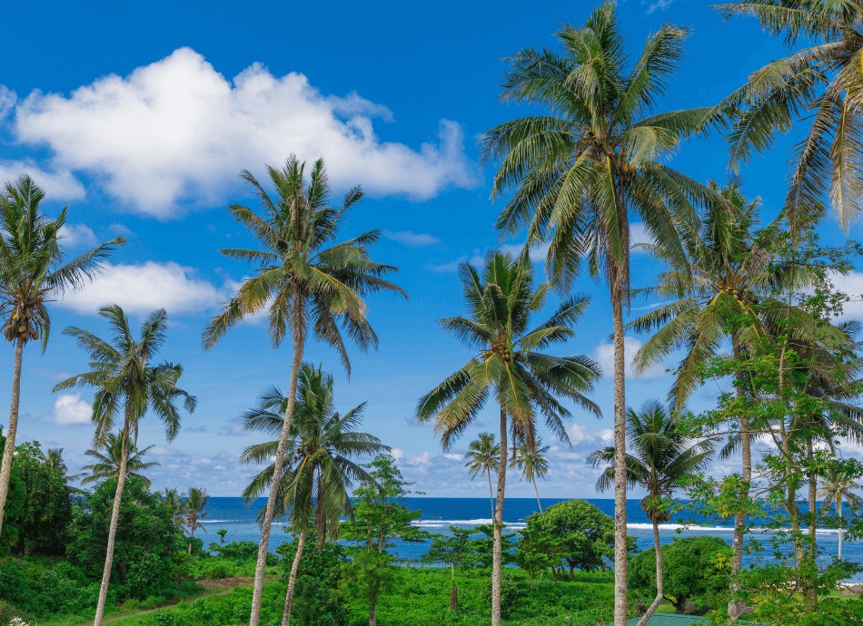 Palm trees and beach Samoa