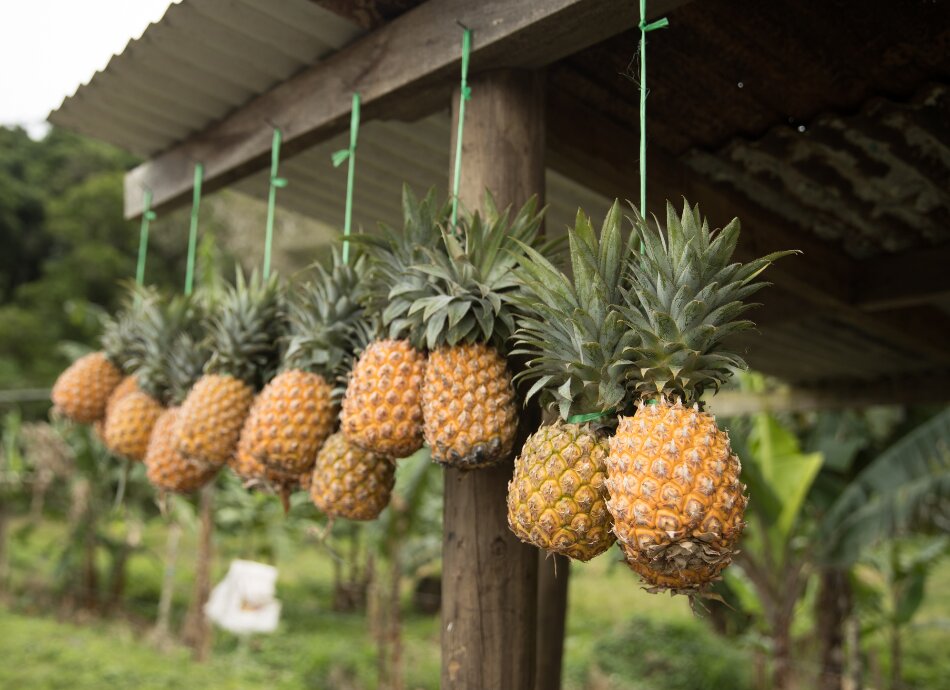 Pineapples in Fiji 