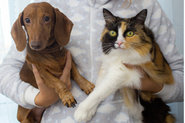 Dog and cat being held in owner's arms