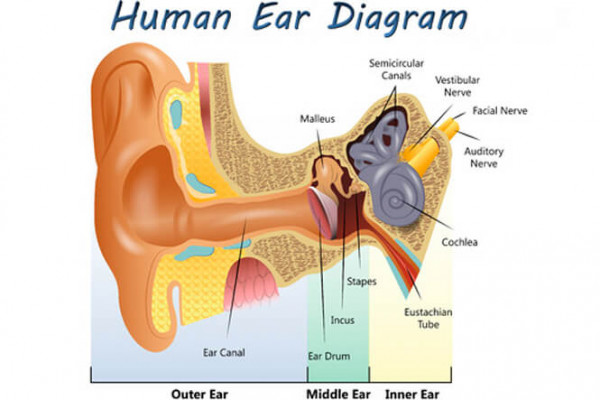 Diagram of the ear with parts labelled