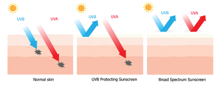 Illustration of broad spectrum sunscreen use on skin