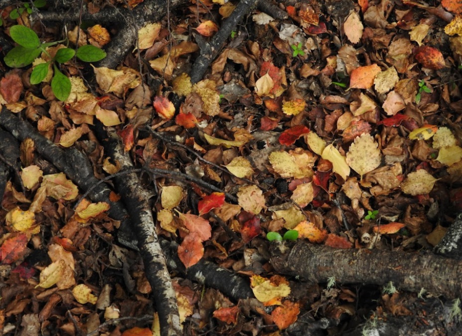 Beech leaves on forest floor
