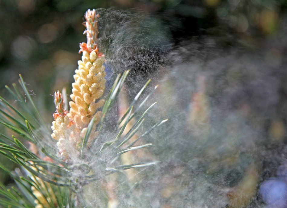 Conifer pollen canva 950x690