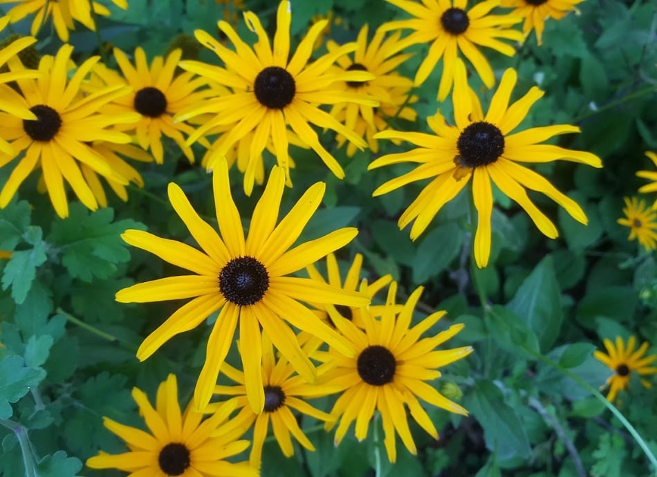 Yellow daisies