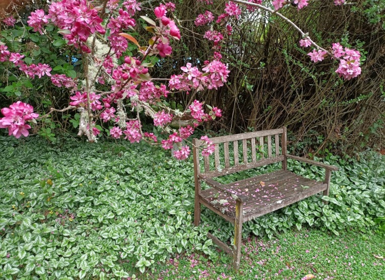 Lone garden bench and pink crabapple blossom
