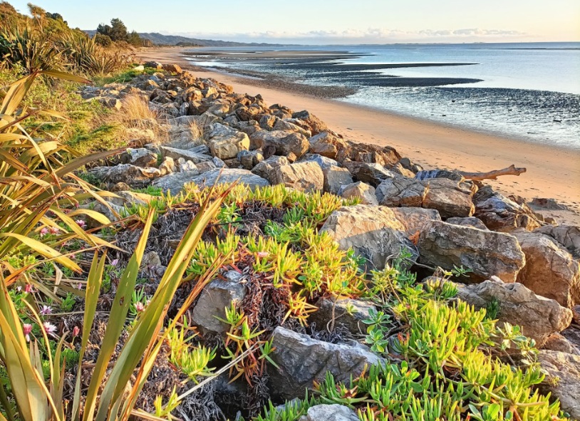 Rocky shoreline and plants at Golden Bay beach New Zealand