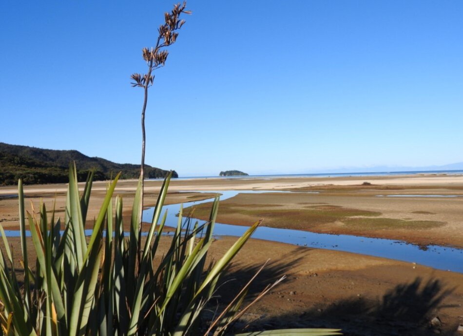 Harakeke flax plant by coastal beach in New Zealand