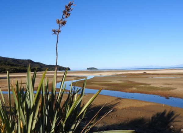 View of harakeke growing by the beach