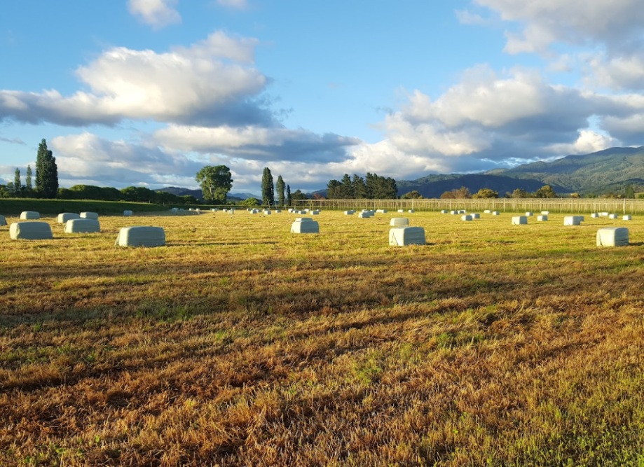Hops and hay bales in Motueka New Zealand paddock