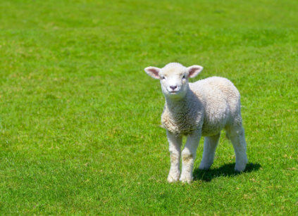 New Zealand lamb in a grassy paddock