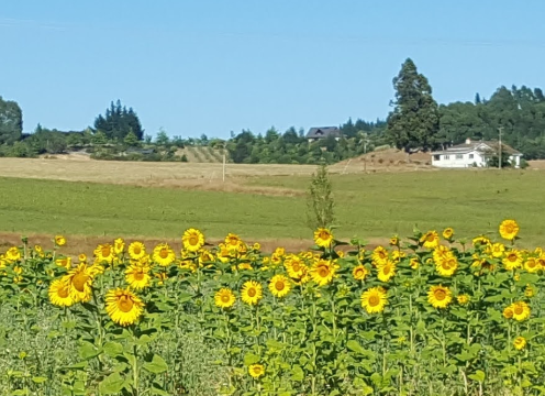 Sunflowers by NZ villa HN 950x690