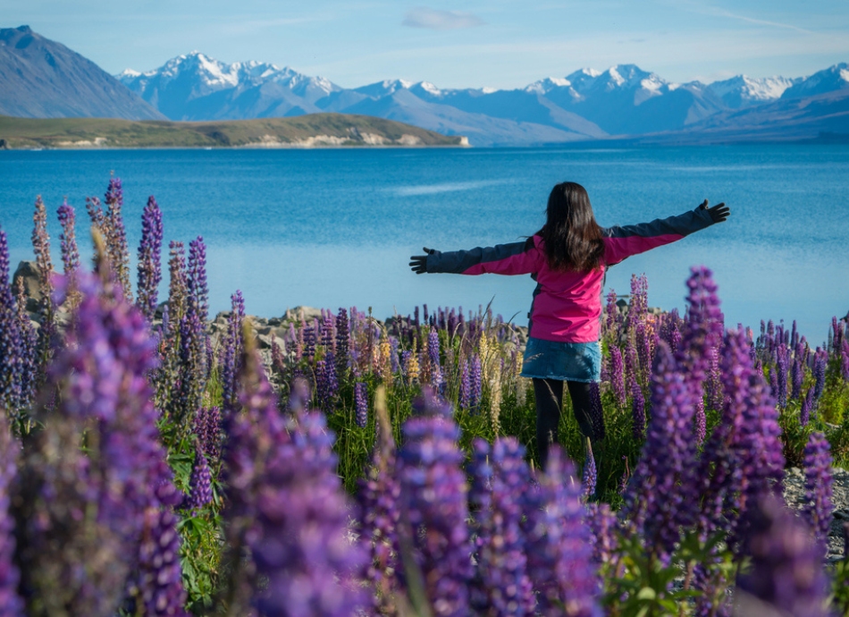 Tourist in field of purple lupins gazes at Lake Tekapo NZ