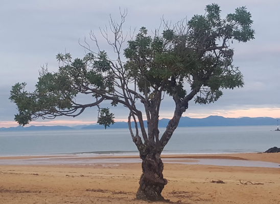 Tree and beach Kaiteriteri HN 950x690