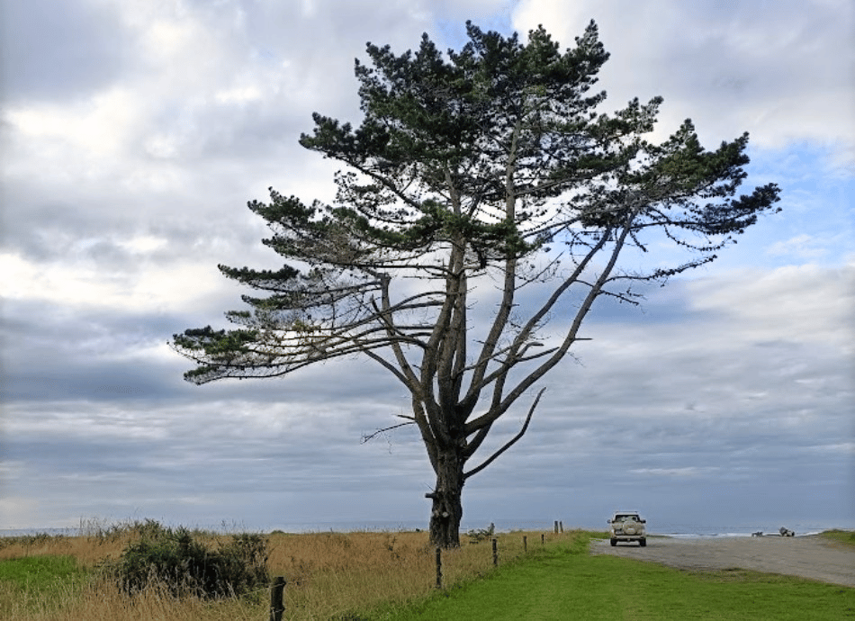 Westport tree and car by beach HN 950x690