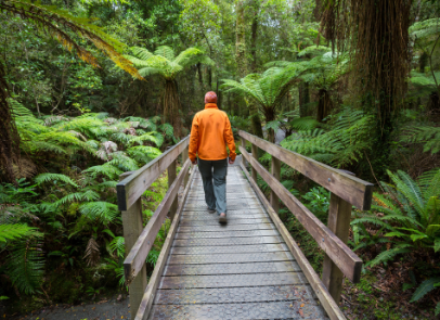 Man in orange jacket crossing a wooden bridge in New Zealand bush