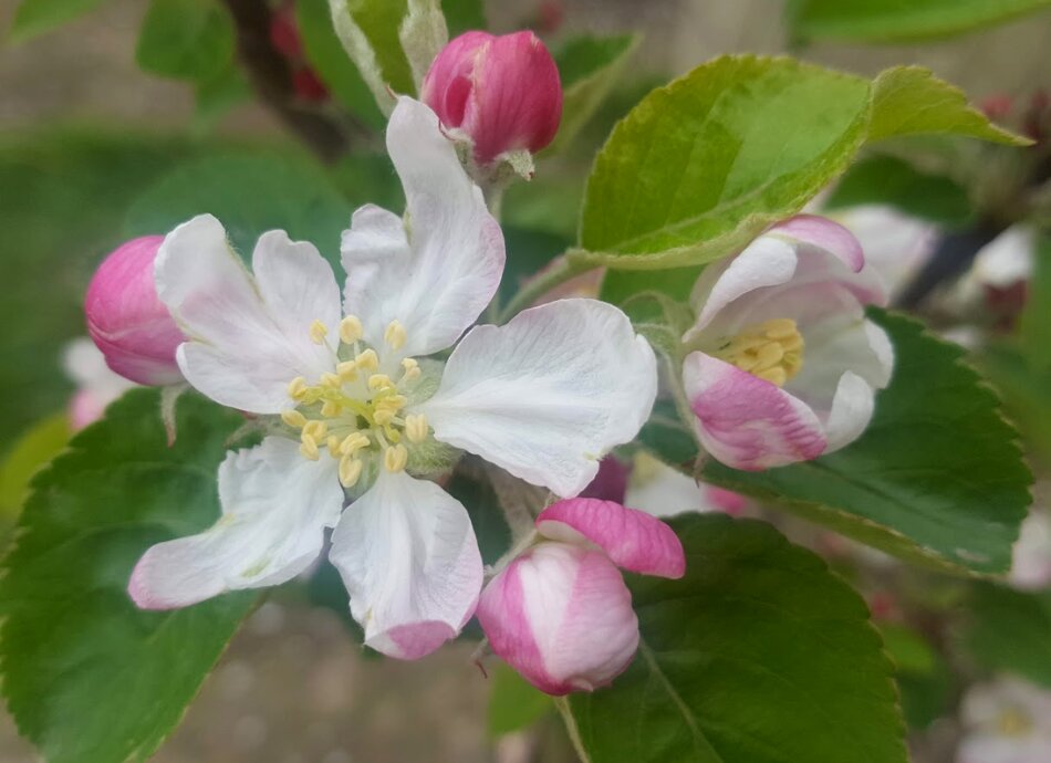 Apple blossom flower