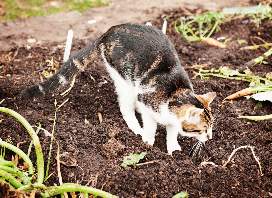 Cat digging in vegetable bed 