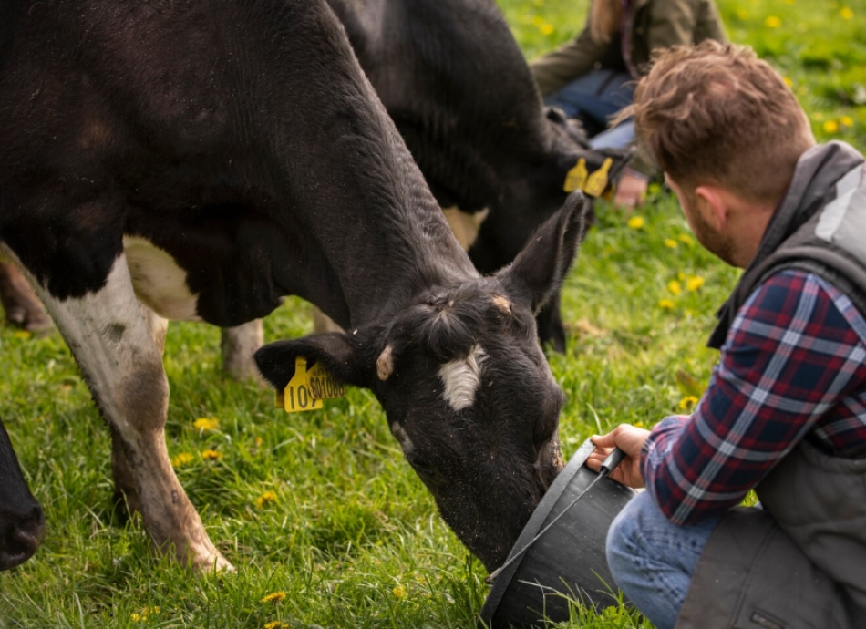 Cow being fed from bucket
