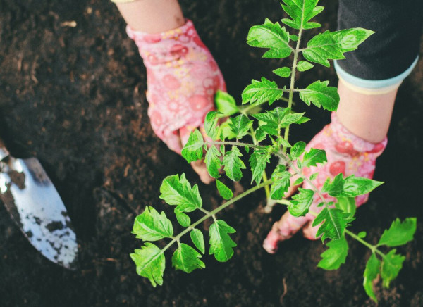 Person planting in garden wearing gloves