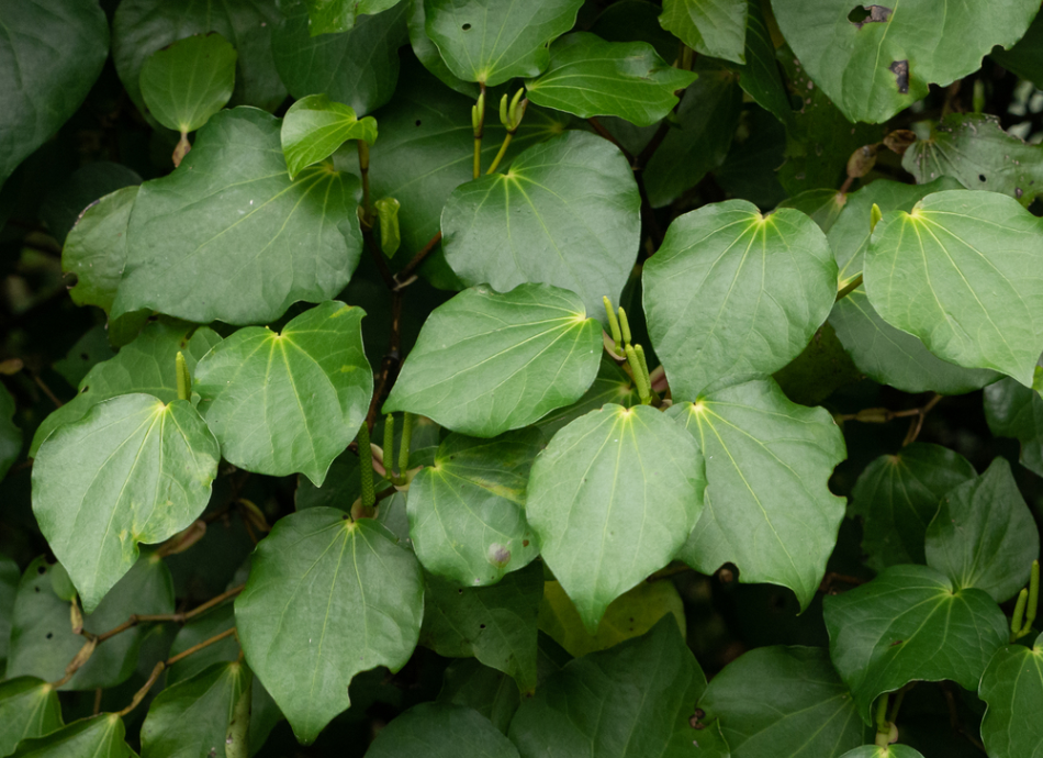 New Zealand kawakawa plant