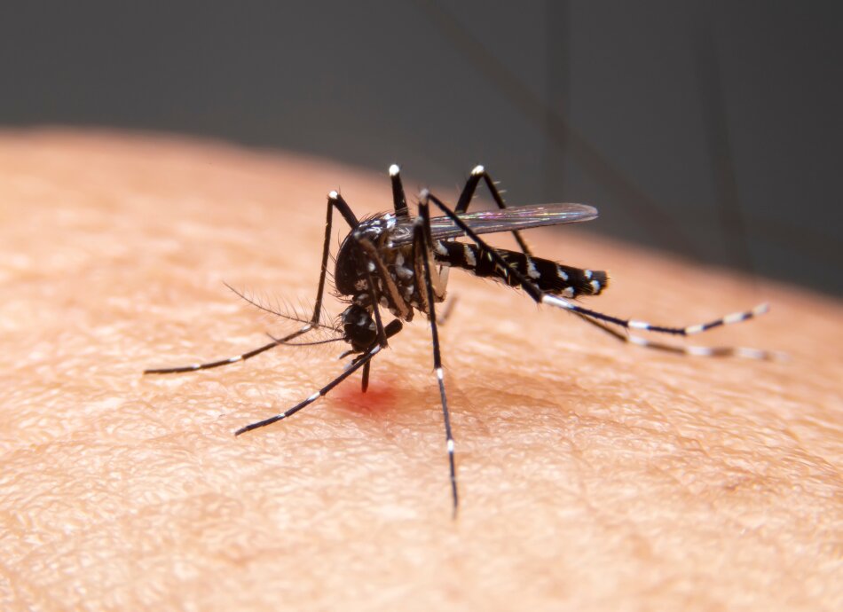 Mosquito bites human skin