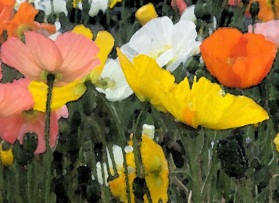 Watercolour painting of colourful poppies in field
