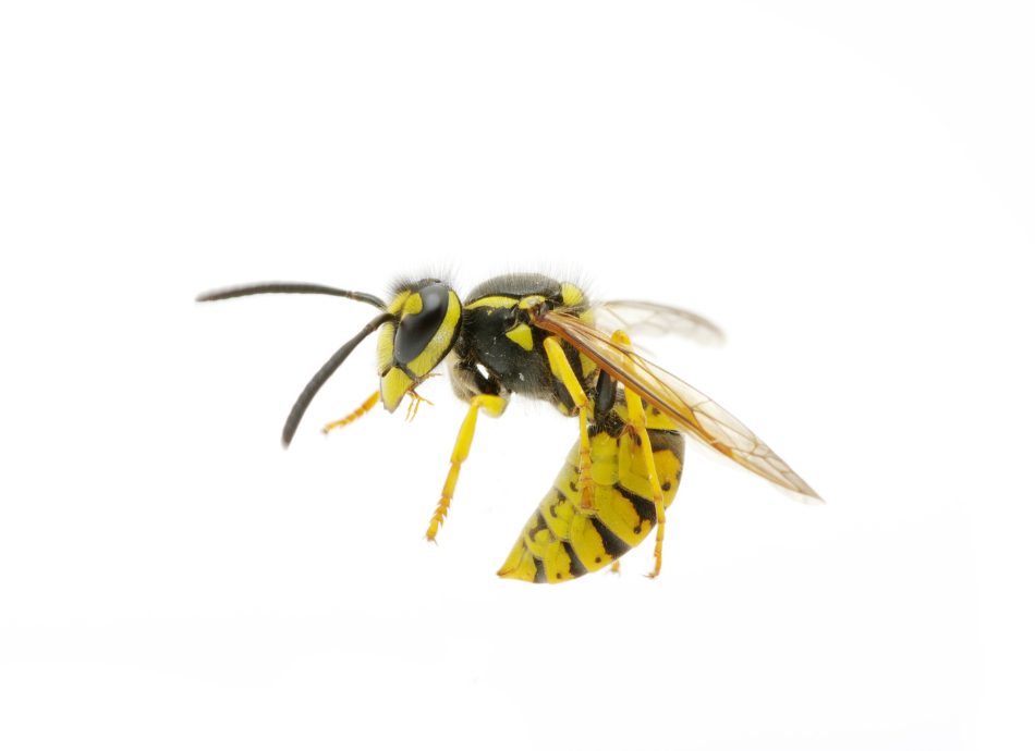 Wasp hovers about to sting