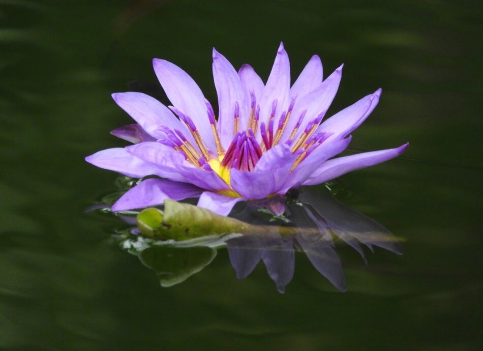 Purple waterlily on a pond in Aotearoa New Zealand