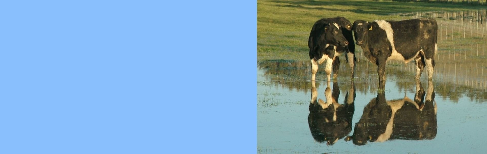 Cows on flooded land slider