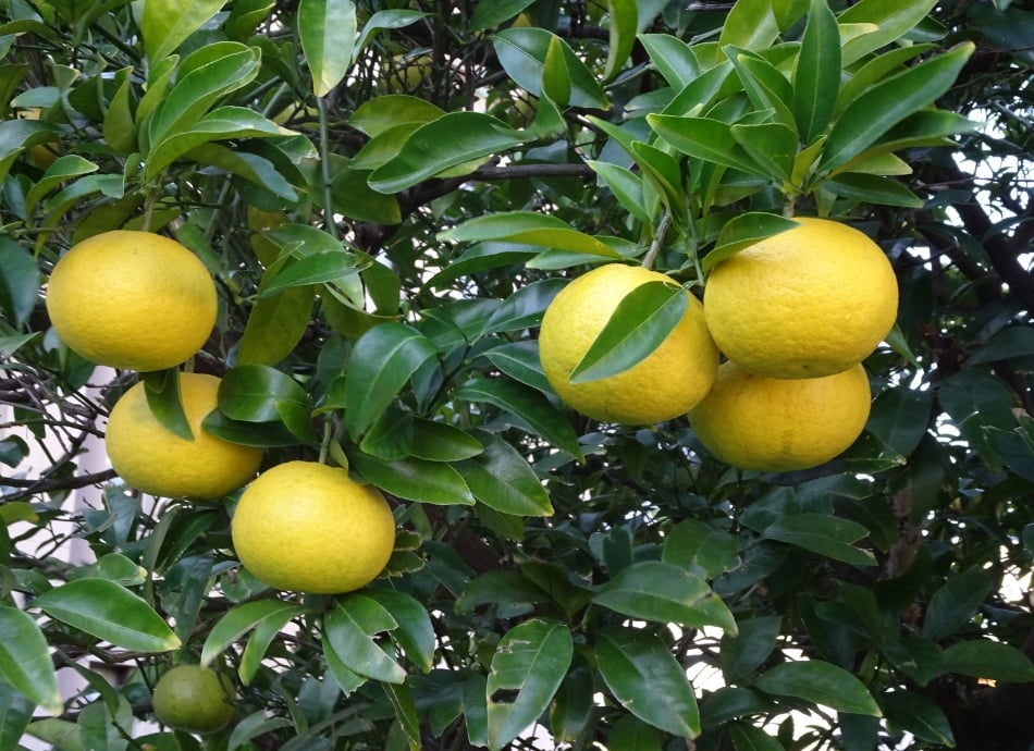 Grapefruit tree