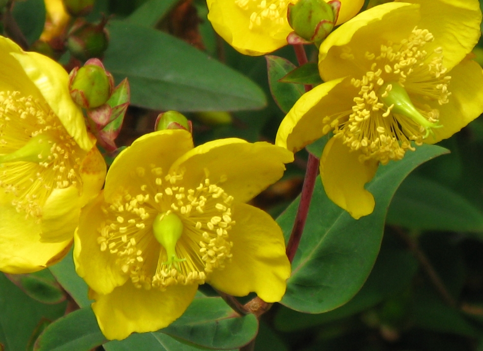 St Johns Wort