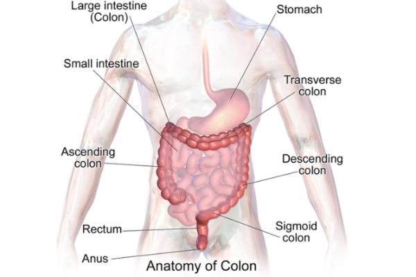 Diagram showing anatomy of colon