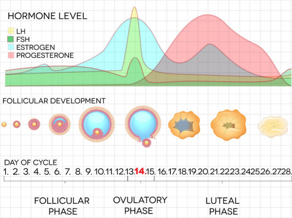 Image showing hormone fluctuations during a menstrual cycle