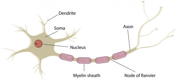 Diagram of nerve cell and its parts
