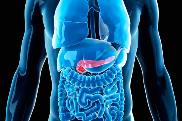 Graphic showing location of the pancreas
