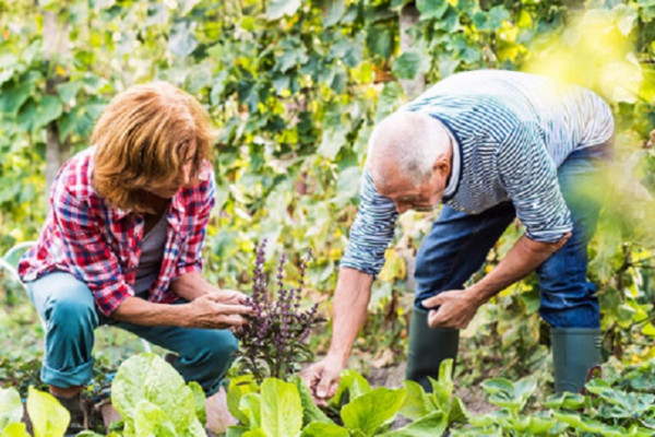 Older couple gardening without masks