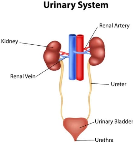 Urinary Tract Infection (UTI): Causes, Symptoms & Treatment - Queens Health