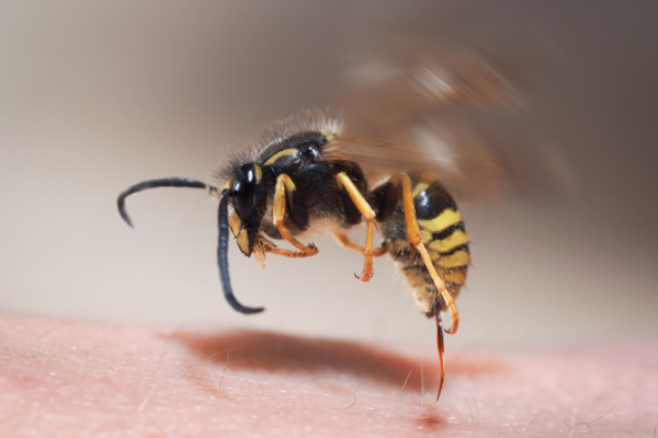 Wasp hovers over skin, about to sting it